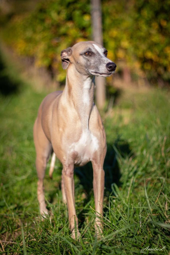 Shadow du clos d'Arlequin