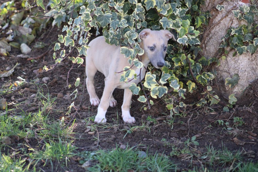 Des Jardins D'eywa - Whippet - Portée née le 17/10/2023
