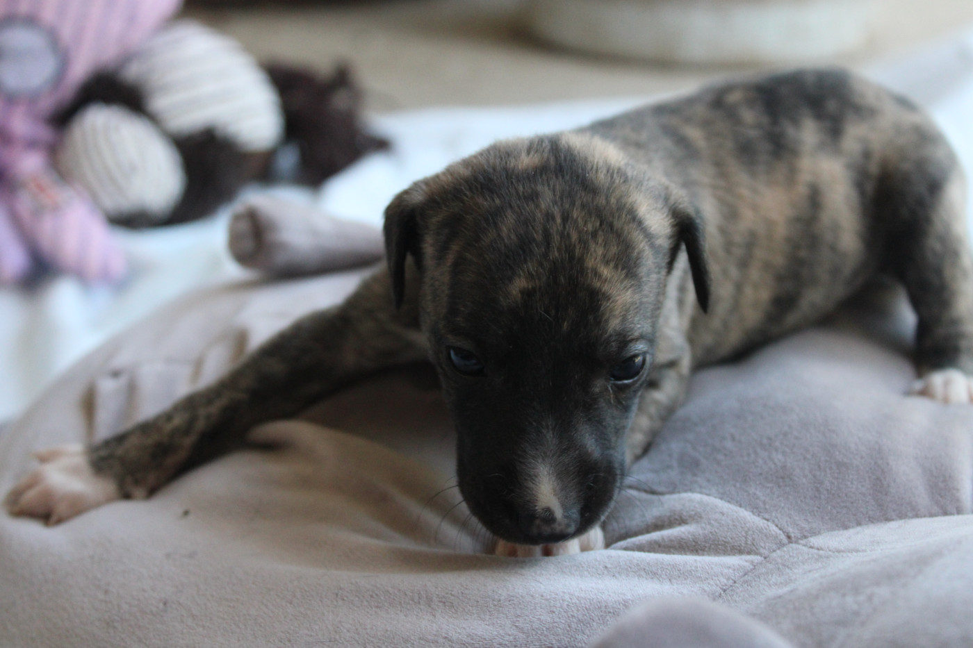 Des Jardins D'eywa - Chiots disponibles - Whippet