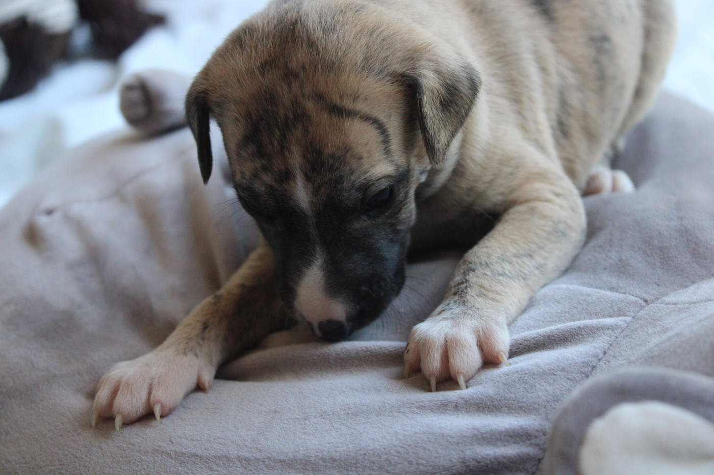 Des Jardins D'eywa - Chiots disponibles - Whippet