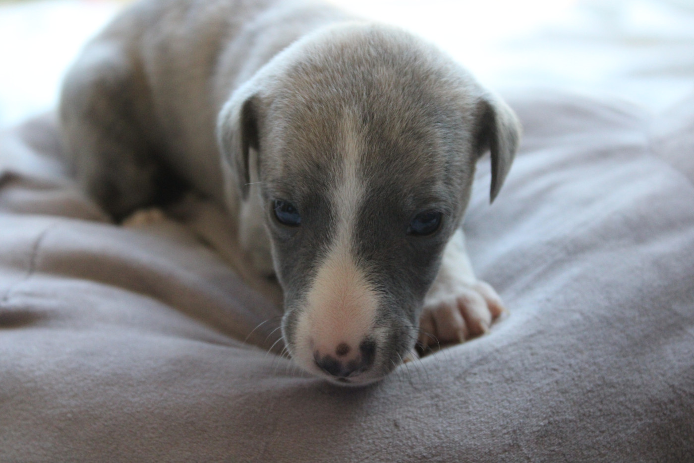 Des Jardins D'eywa - Chiots disponibles - Whippet