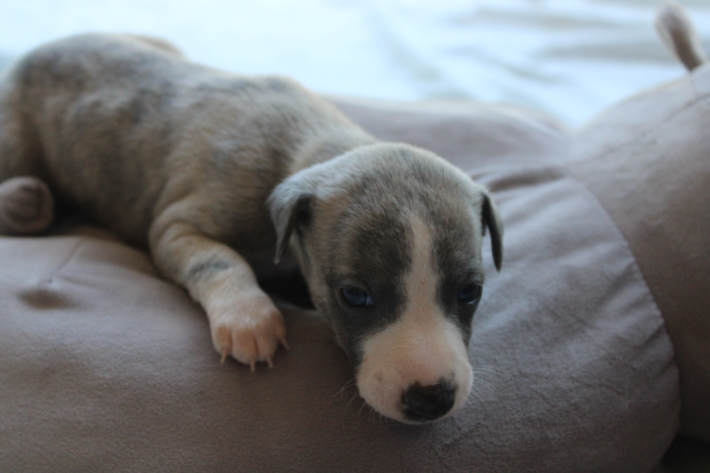 Des Jardins D'eywa - Chiots disponibles - Whippet
