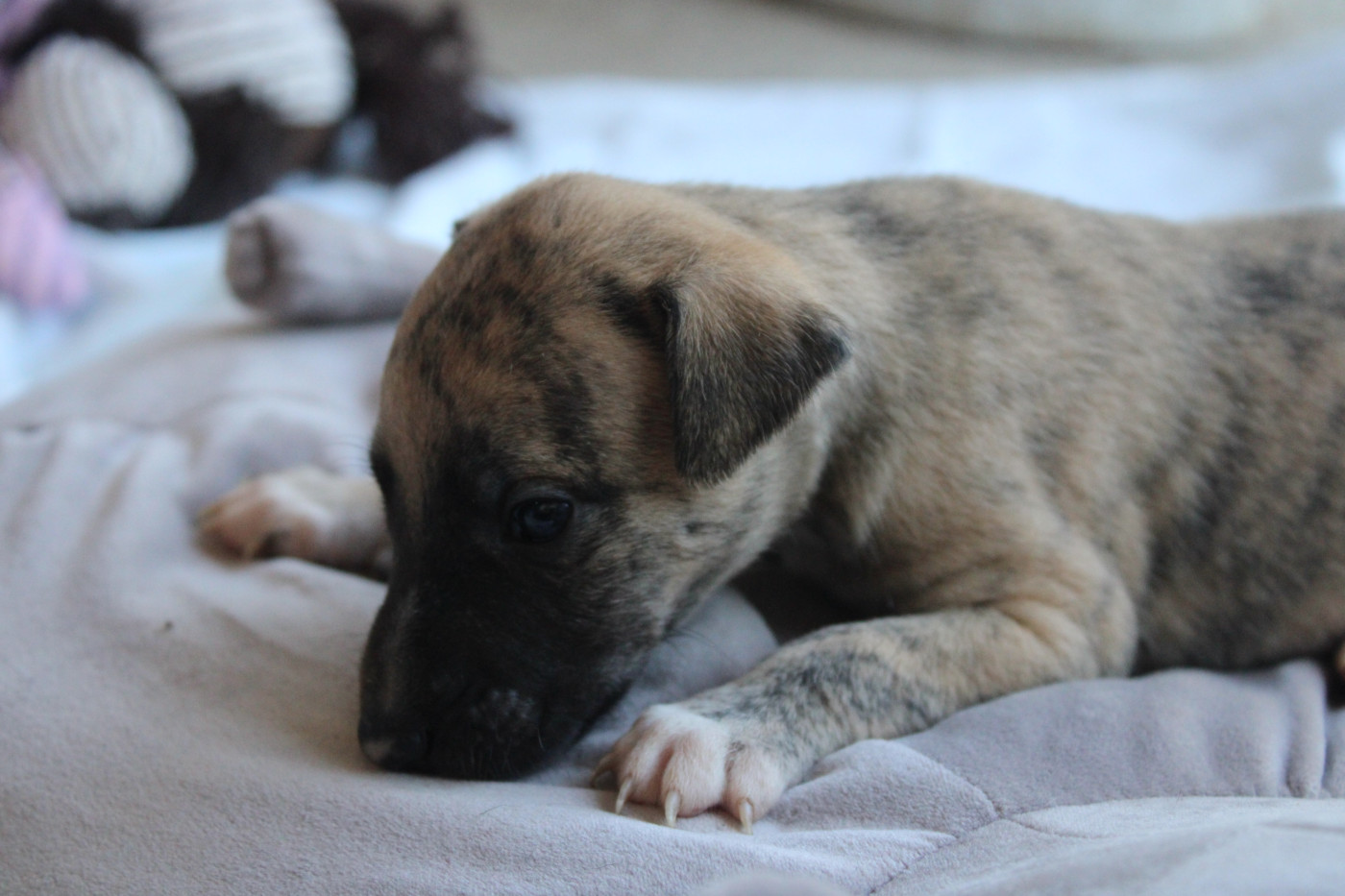 Des Jardins D'eywa - Chiots disponibles - Whippet