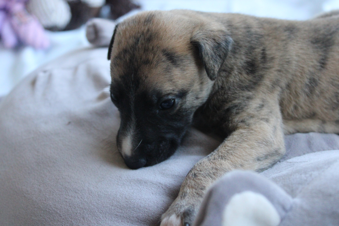 Des Jardins D'eywa - Chiots disponibles - Whippet