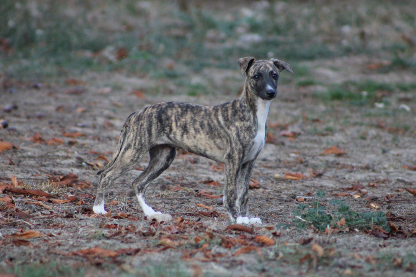Des Jardins D'eywa - Chiots disponibles - Whippet