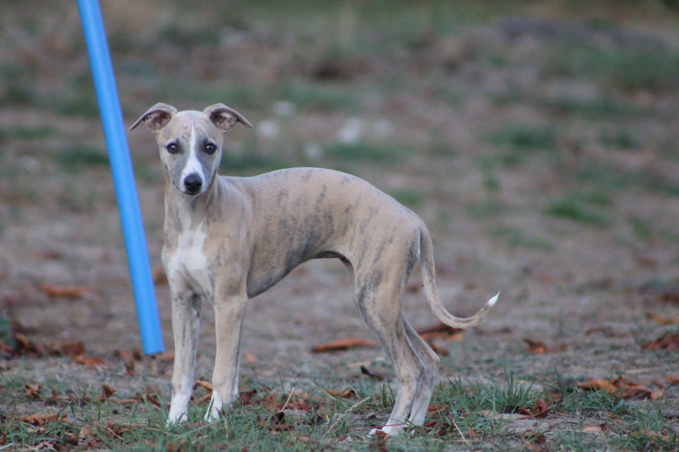Des Jardins D'eywa - Chiots disponibles - Whippet