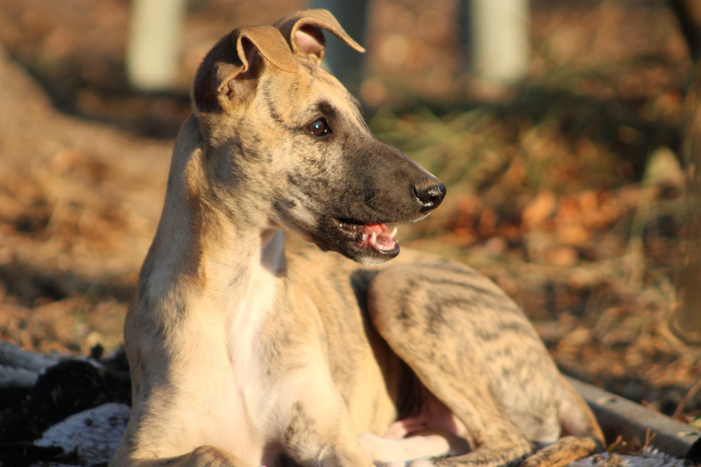 Des Jardins D'eywa - Chiots disponibles - Whippet