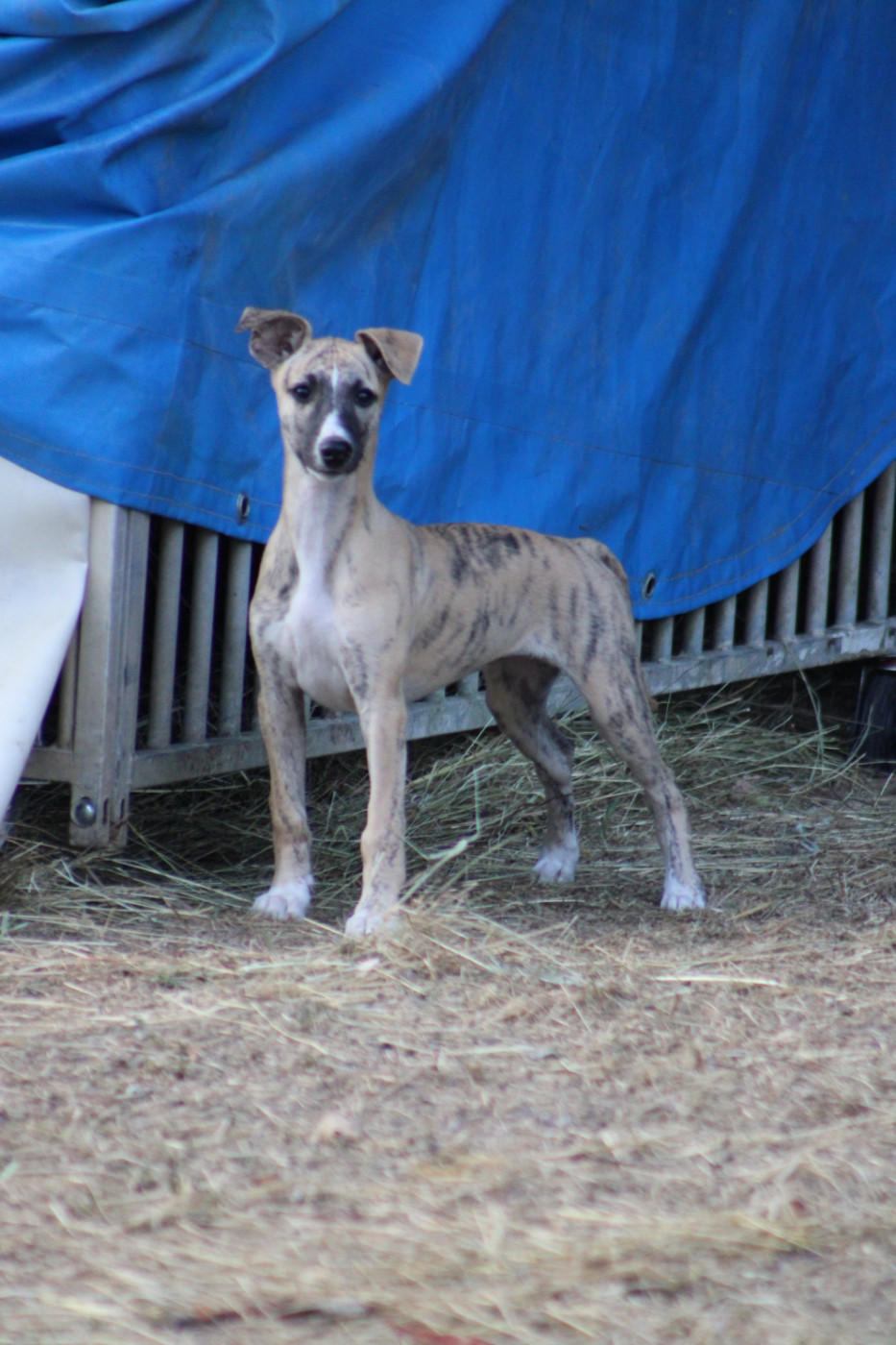 Des Jardins D'eywa - Chiots disponibles - Whippet