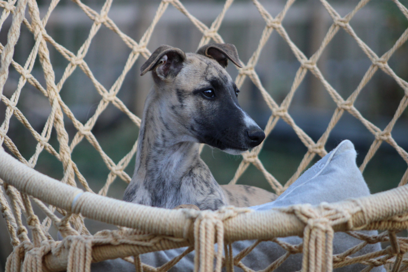Des Jardins D'eywa - Chiots disponibles - Whippet